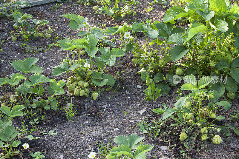 草莓植物生长在花园/分配与绿色果实。
